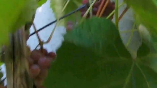 ВИНОГРАД БЕЗ УКРЫТИЯ И ОБРАБОТКИ смотреть онлайн