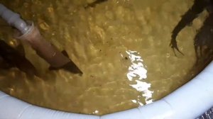 разведение осетра...   без комментариев