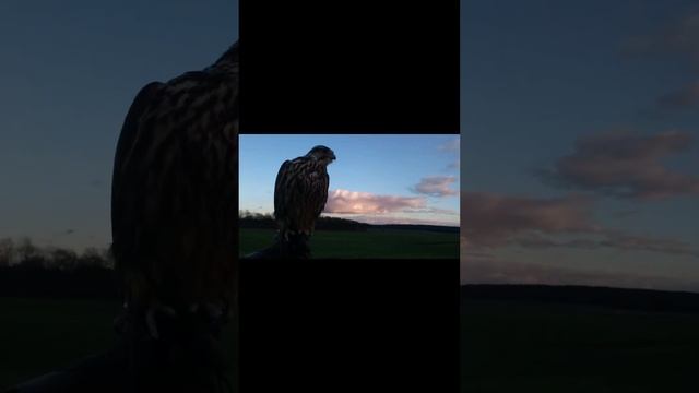 Балобан, Falco cherrug, Raroh velký, Saker falcon, #shorts