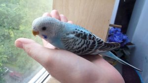 Продажа ручных птенцов волнистого попугая в Москве