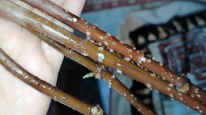 Черенки черноплодной бузины покрылись каллюсом. Укоренение в воде. Ждём корней в январе!