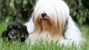 Тибетский терьер: описание породы собак