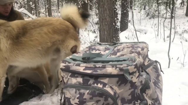 Грузимся на Скандик смотреть онлайн