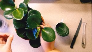 Комнатные растения. Пеперомия туполистная. Фикус погиб? #комнатныерастения#комнатныецветы#обзор