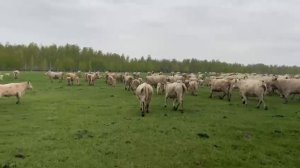 КРС Аулиекольской породы.mp4