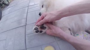Груминг Самоеда: Сухие подушки лап, Стрижка лап, Воск для собак.  Часть2