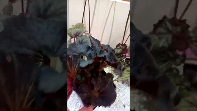 Обзор бегоний. Часть 1 смотреть онлайн