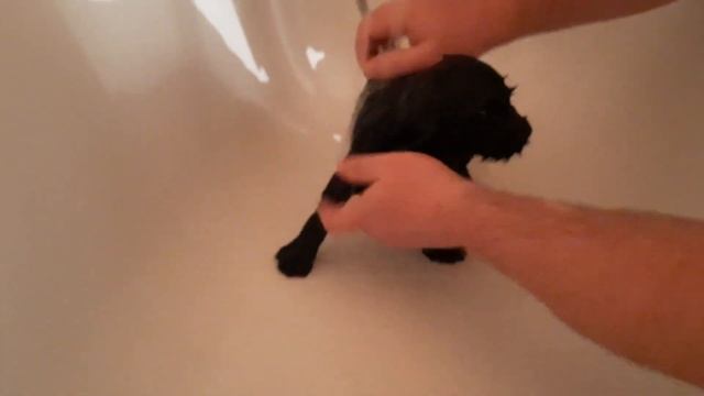 Щенки спаниеля . Первое купание и заход в дом смотреть онлайн