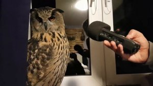 Ёль, скажи «угу»! (Интервью у самого популярного филина рунета)