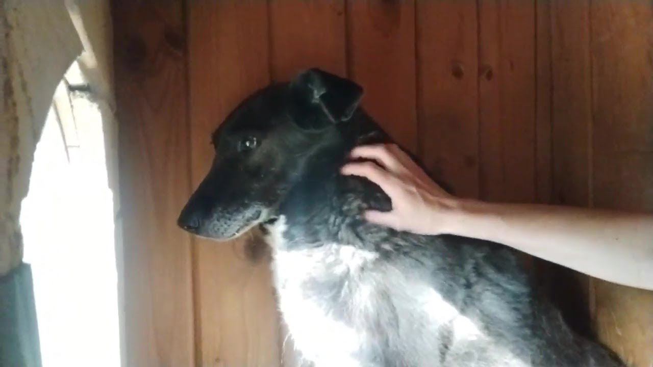 Маркиз собака-дичок,  продолжение социализации в условиях приюта "Щербинка", волонтер Алла  Булычева