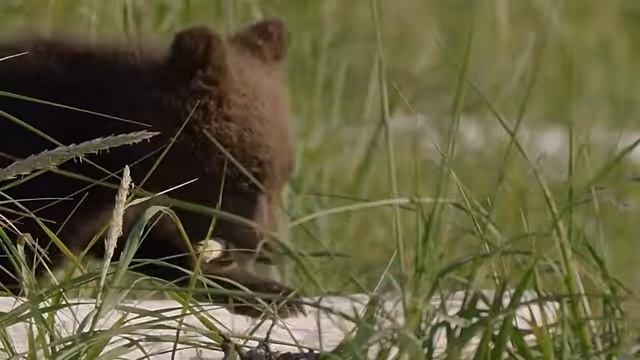 12 милейших детей животных смотреть онлайн