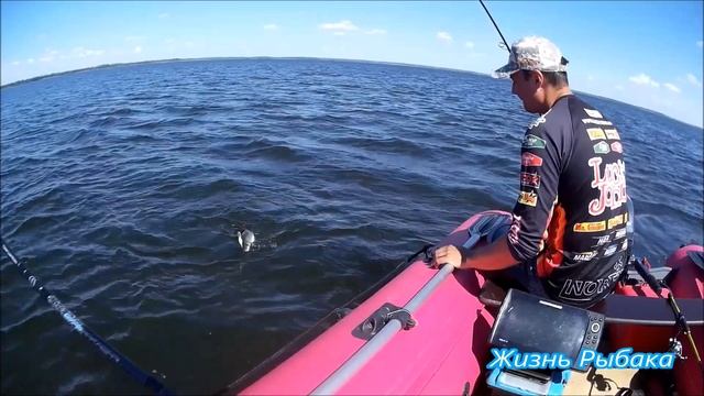 Рыбалка на Жижицком озере.  Ловим судака на глубоководные воблеры  Лето, жара