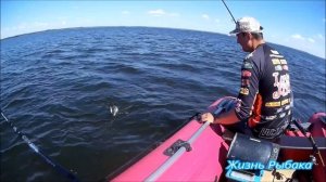 Рыбалка на Жижицком озере. Ловим судака на глубоководные воблеры Лето, жара