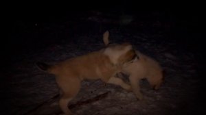 АЛАБАИ ВЫРОСЛИ || От щенка до 1 года