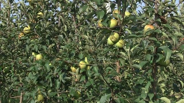 Урожай яблок 2013 "Чистая Ферма", Краснодарский край смотреть онлайн