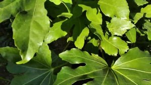 Фатсия японская (Fatsia japonica)  в открытом грунте