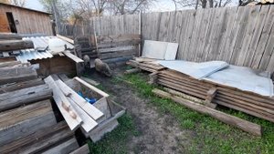 Уличное содержание свиней. Свиньи по уши в грязи.