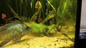 Наннакара неоновая и Ктенопома леопардовая.