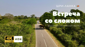 Встреча со слоном. Дорога через национальный парк Яла. Шри-Ланка ?? (Sri Lanka, ශ්රී ලංකා)