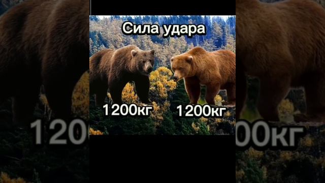 .#гризли# vs   #бурого медведя#