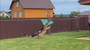 Воздушный змей! Пума Месси в восторге от нового развлечения!