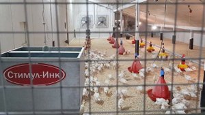 Выращивание индейки в напольном оборудовании Стимул-Инк