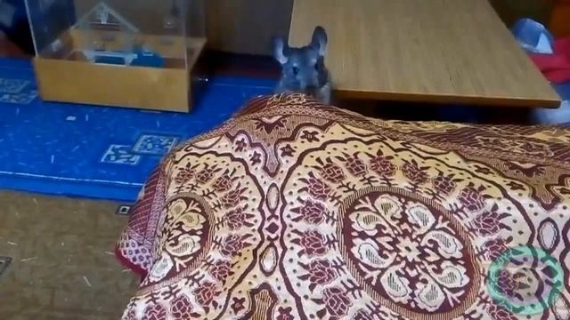 Шиншилла под покрывалом смотреть онлайн