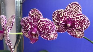 Делюсь 5 Секретами Ухода за орхидеей Дикий Кот (Wild Cat) Эта орхидея ДОЛЖНА БЫТЬ У КАЖДОГО!