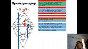 Ядра черепных нервов. лекция Челепно-мозговые нервы