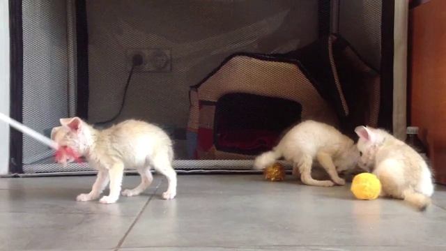 Продажа фенеков в Москве смотреть онлайн