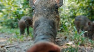 Кабанчик (♂Right version♂ | Gachi Remix) - В'ячеслав Кукоба