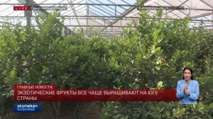 Экзотические фрукты все чаще выращивают на юге страны