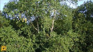 JD 509 Pioneer Flight With Onboard Footage