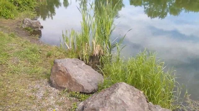 Нескучный урок окружающего мира, 2 класс смотреть онлайн