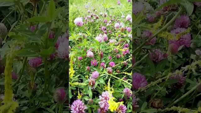 Клевер луговой.?