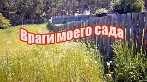 21 июня 2021. враги моего сада.mp4