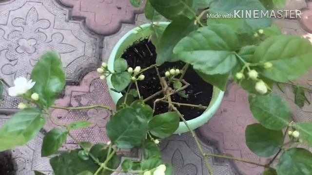Болмо гулу |  Жасмин  ( Гранд Дюк , Самбак ) боюнча остуруу ыкмалары