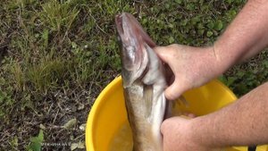 Судак горячего копчения