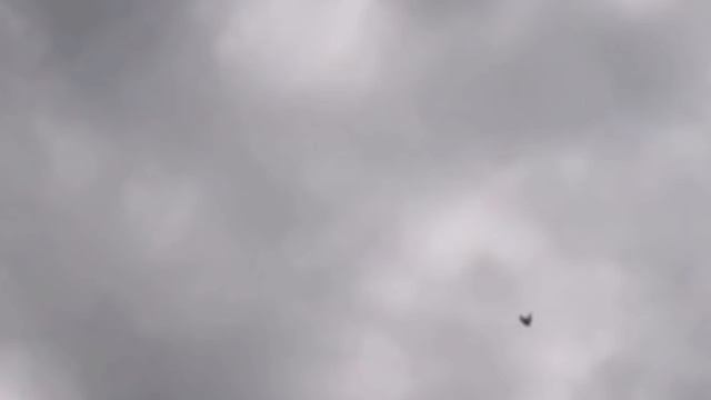 Сокол Сапсан(HD)Falcon Pelegrinus смотреть онлайн