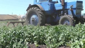 ТРАКТОР БЕЛАРУСЬ МТЗ-80 ОКУЧИВАЕТ КАРТОШКУ!!!