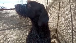 Охота с подсадной уткой и дратхааром