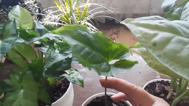 Сингониумы в моей коллекции смотреть онлайн