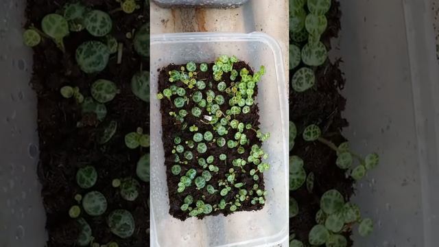 My String of 🐢🐢🐢/Peperomia Prostata