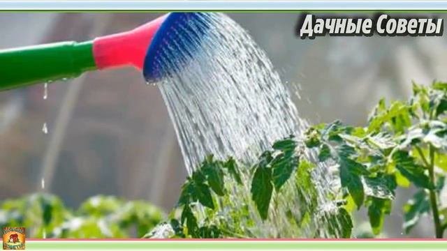 Какие РАБОТЫ можно исключить на ОГОРОДЕ освободив себе время на отдых Дачные МИФЫ И ЗАБЛУЖДЕНИЯ смотреть онлайн