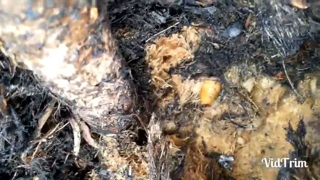 Жук поедающий финиковые пальмы. смотреть онлайн