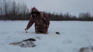 Рыбалка в Нижневартовске - Осеновка, часть 1-я "Карась"