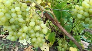 Кишмиш Балет Висока Піч Житомирщина як є