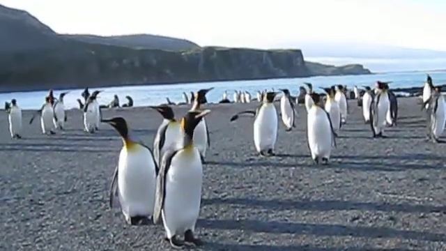 Королевские пингвины, Южная Джорджия, Антарктика смотреть онлайн