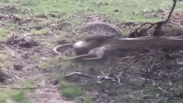 Большие Змеи Убивают Свою Добычу / Змея В Деле