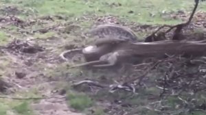 Большие Змеи Убивают Свою Добычу / Змея В Деле